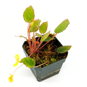 Begonia vankerckhovenii - potted plant!