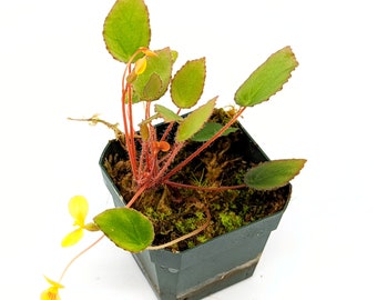Begonia vankerckhovenii - potted plant!