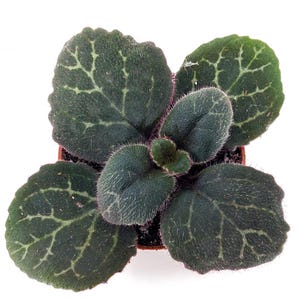 Primulina psuedo yungfuensis - Asian Violet Family - Great for a terrarium or vivarium - Jar Terrarium - Always blooming! Gesneriad