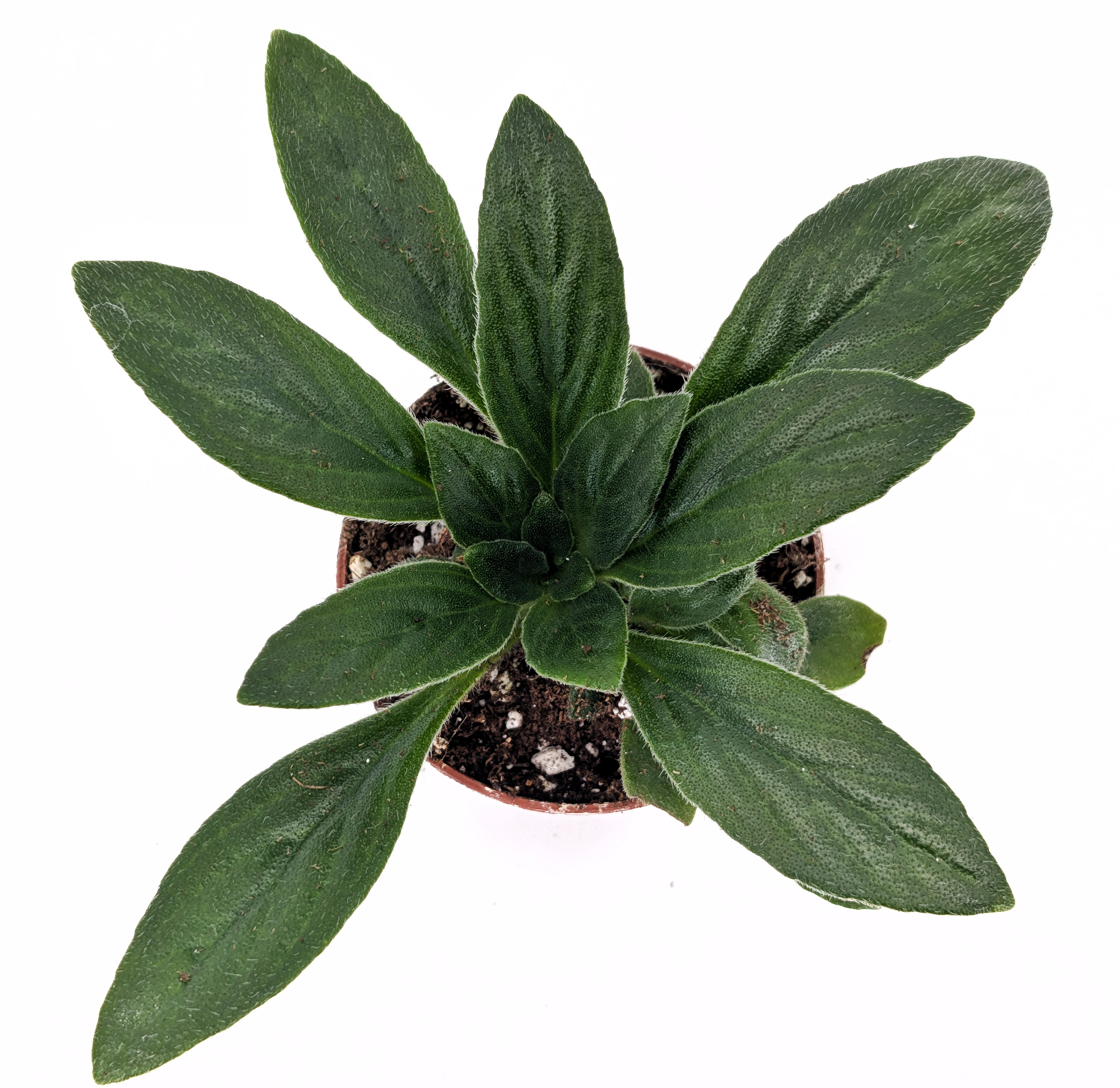 Primulina linearifolia - Asian Violet Family - Great for a terrarium or vivarium - Jar Terrarium - Always blooming! Gesneriad