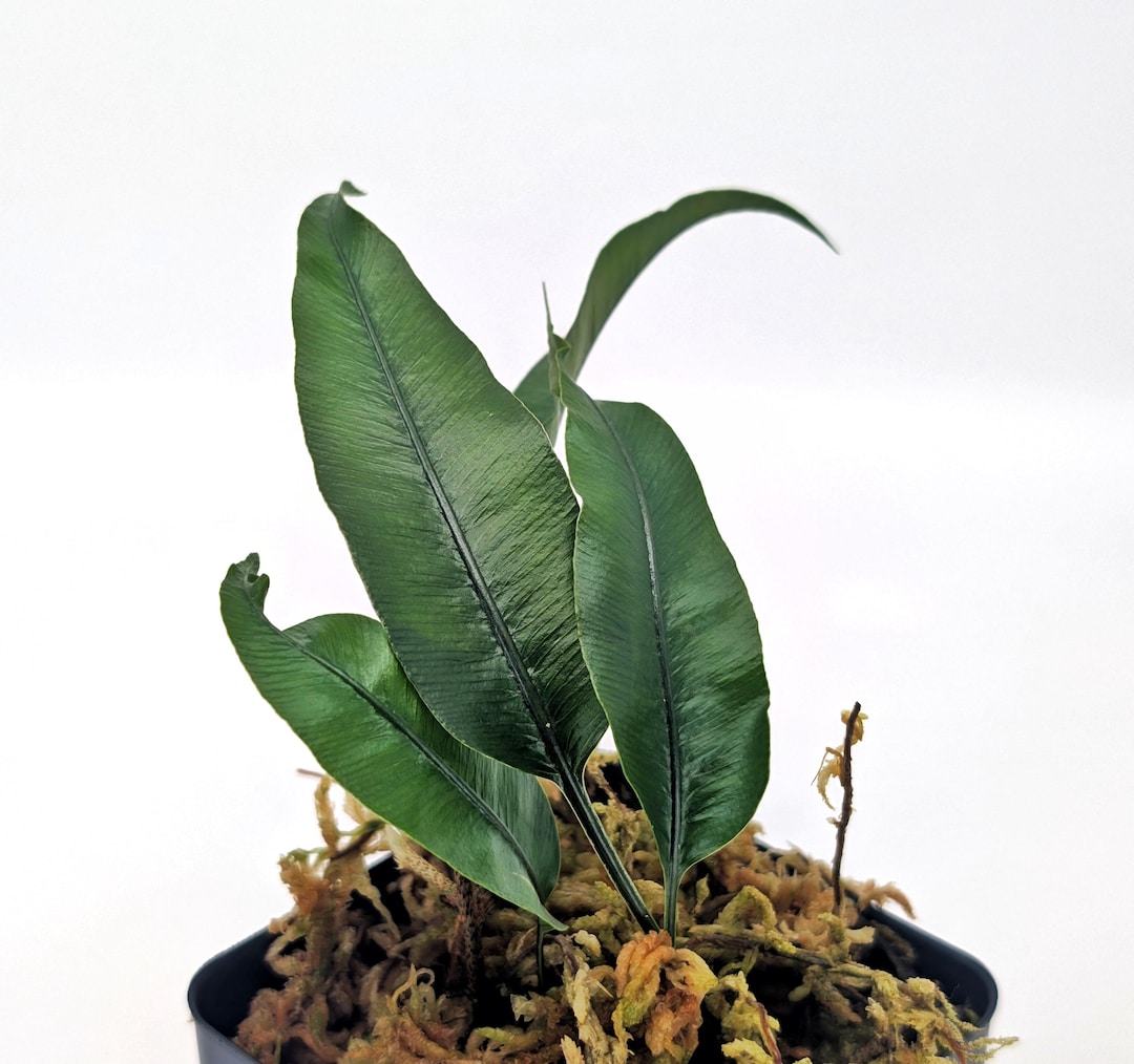 Davallia Heterophylla – Rare Tropical Rabbit’s Foot Fern With Fuzzy ...