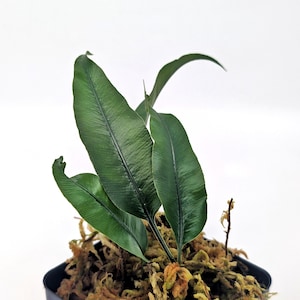 May include: A potted plant with long, dark green leaves. The leaves have a textured surface and are arranged in a fan-like pattern. The plant is set in a black pot with a bed of brown moss.