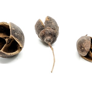 Baccelli di Bakuli