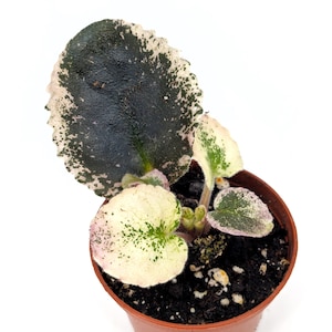 African Violet ‘Country Cider’ – Unique Ruffled Blooms with Warm Peach and Pink Tones, Ideal Houseplant or Gift