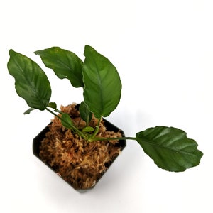 May include: A small green plant with large leaves growing in a square pot filled with brown moss.