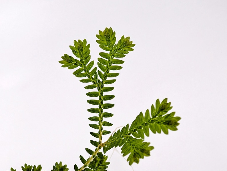 Glass Box Tropicals Selaginella sp. Madagascar - Thumbnail 2