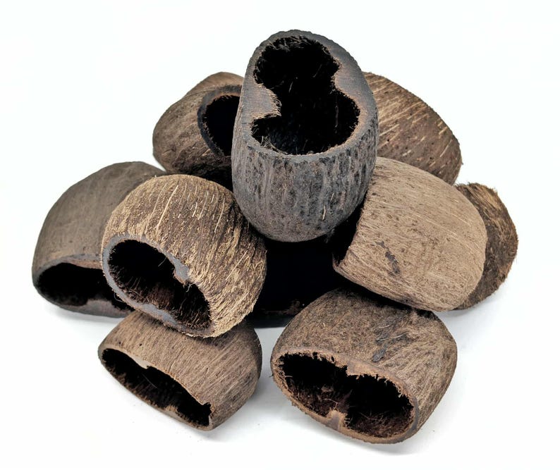 Palm Pods for Terrariums & Aquariums - Natural Botanical Decor for ...