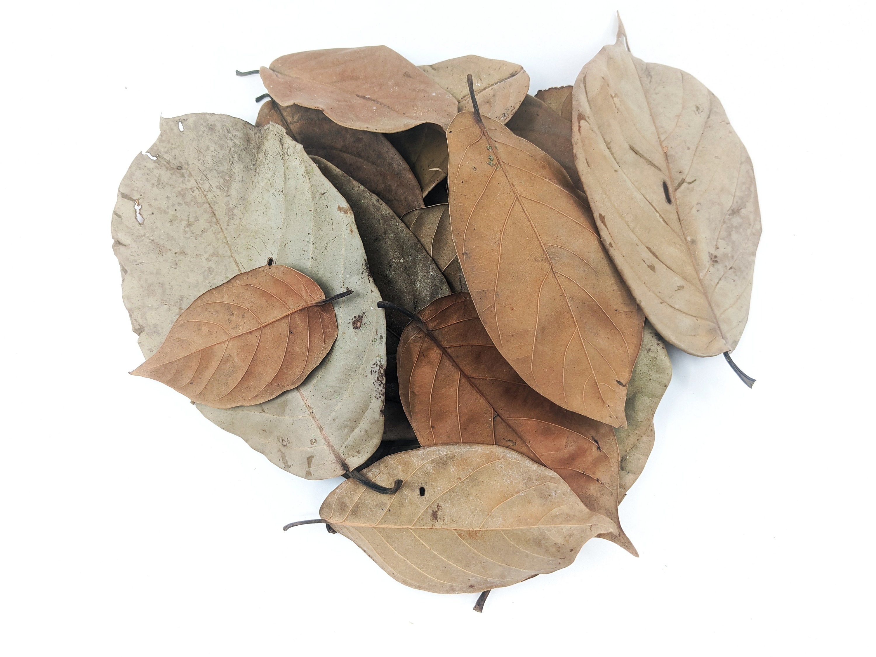 Peruvian Jungle Vinohuayo Leaf Litter