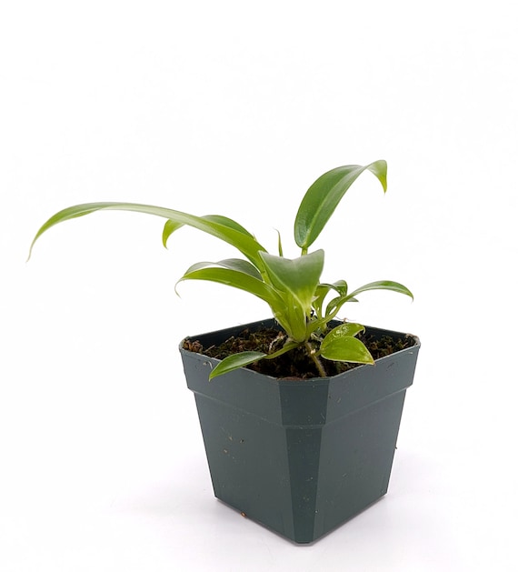 Philodendron 'wend-imbe'- Rooted Plant, Nice and Compact, FAST SHIPPING Wend  Imbe - Etsy