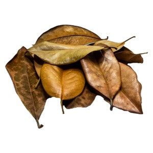 Premium Southern Magolia Leaf Litter
