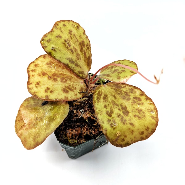 Begonia blancii Mottled