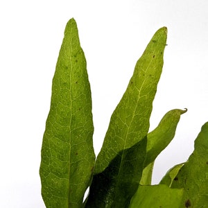 Microsorum pteropus - terrarium or aquarium - fast shipping