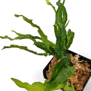 Może przedstawiać: Zielona paproć z długimi, wąskimi liśćmi rosnąca w czarnym doniczce wypełnionej brązowym mchem.