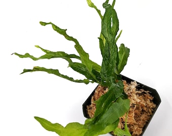 Microsorum pteropus 'Petite' - terrarium or aquarium - fast shipping