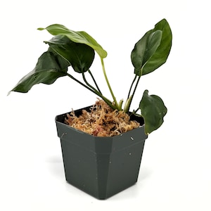 May include: A green potted plant with large, dark green leaves. The plant is in a small, dark gray square pot with a brown moss-like material covering the soil.