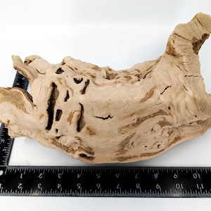 May include: A light-colored, weathered piece of driftwood with a complex, organic shape. The wood has numerous holes and intricate grain patterns. A black ruler with inch markings is placed next to the driftwood for scale.