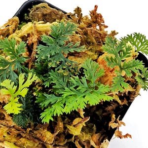 Peut inclure: Une petite plante en pot avec des feuilles vertes vives en forme de fougère. La plante est entourée d'un mélange de mousse et de terre brun et jaune, créant un aspect naturel et texturé. Le pot est noir.