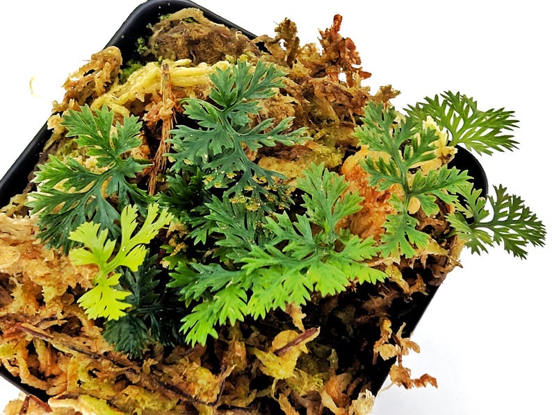 GlassBoxTropicals Davallia parvula Fern