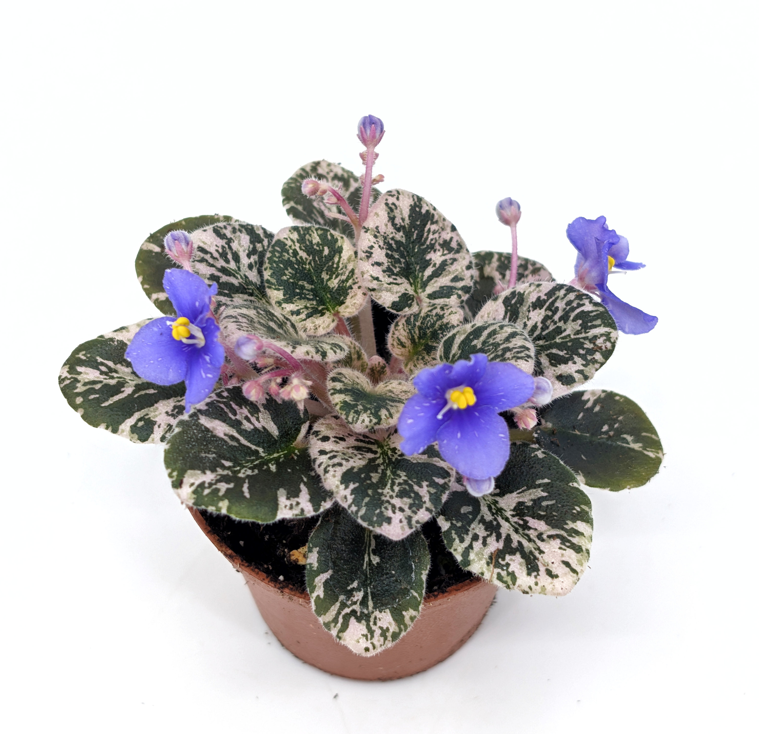 Cajun's Lil Love African Violet - Great for Terrarium or Vivarium