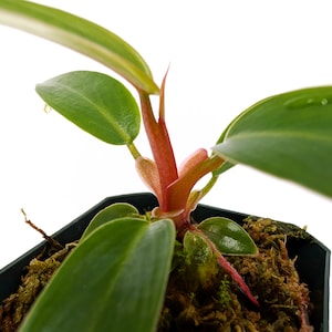 Philodendron &#39;Red Empress&#39;- rooted plant, nice and compact, FAST SHIPPING wend imbe like