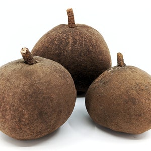 Tingui Pod - Whole