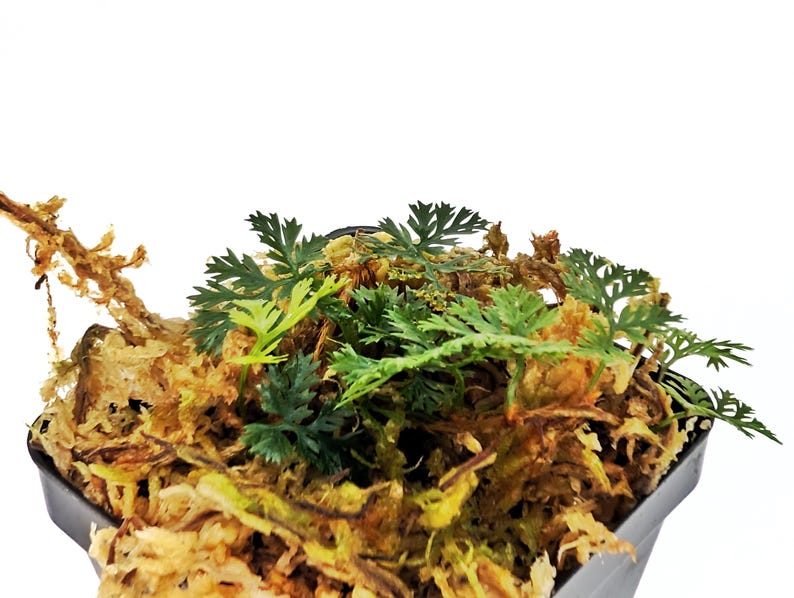GlassBoxTropicals Davallia parvula Fern - Thumbnail 5