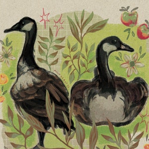 canada goose bird illustration print | bird art