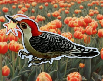 red bellied woodpecker sticker | bird sticker