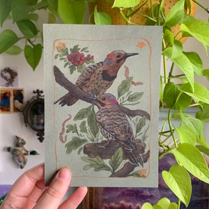 northern flickers print | north american birds