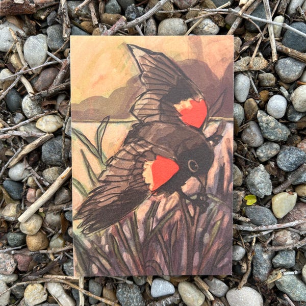 red winged blackbird print | bird art