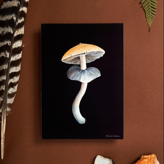 Psilocybe Cubensis Art Print, Scientific Illustration Mushroom Decor
