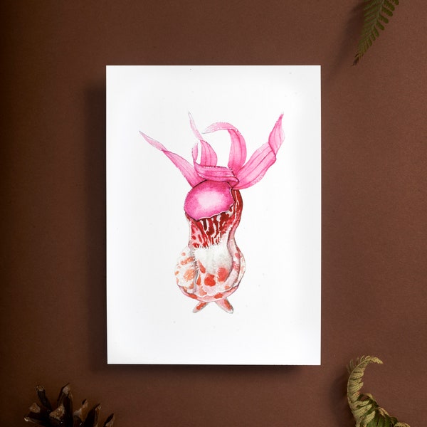 Fairy Slipper Orchid Flower Print, calypso bulbosa , botanical wall art , watercolor painting