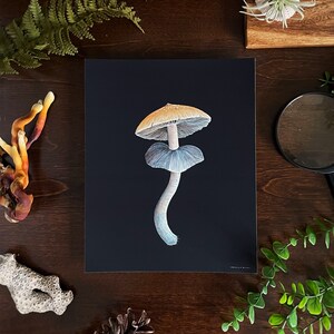 K&ouml;nnte beinhalten: Eine detaillierte Illustration eines Pilzes mit einem hellorangen Hut und einem blauen Stiel auf schwarzem Hintergrund.