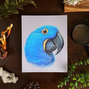 Hyacinth Macaw Art Print, bird illustration