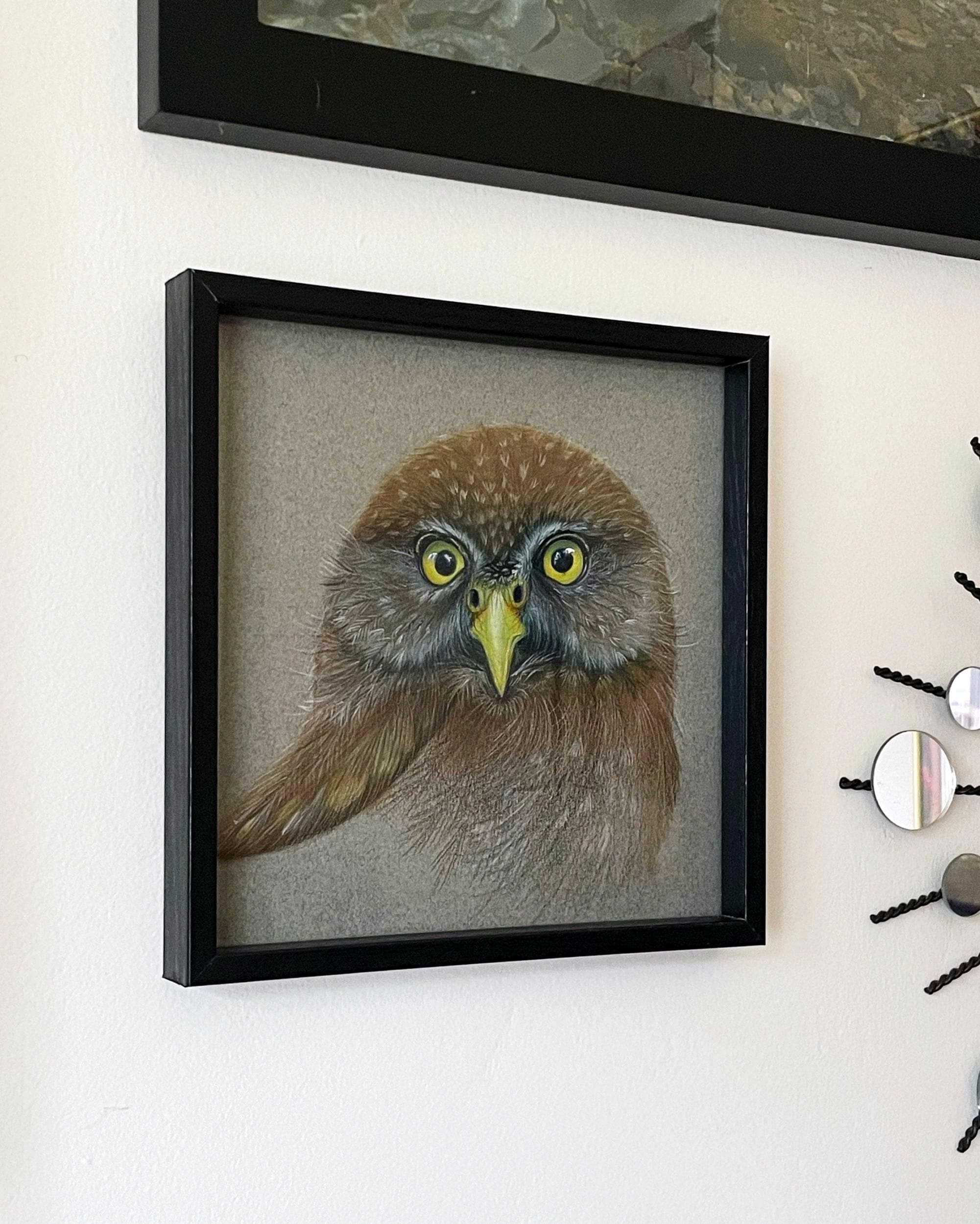 Original Western Pygmy Owl Colored Pencil Illustration - 8x8 Owl Wall Art
