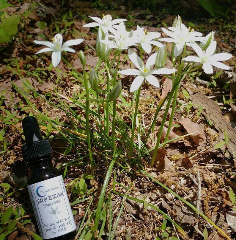 Star of Bethlehem Flower Essence For Shock & PTSD Etsy