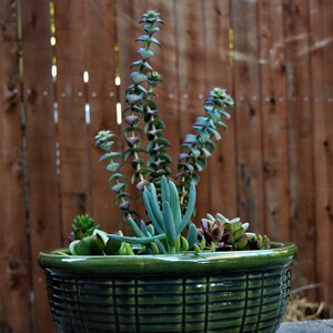 May include: A green ceramic planter filled with various succulents. The planter has a basket weave design and sits on a gray brick surface. The succulents include tall, spiraling stems and other varieties.