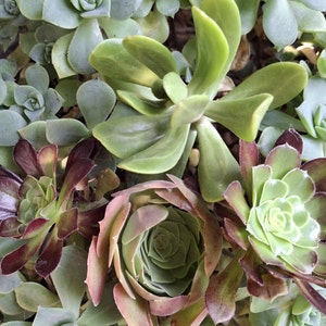 Easiest Succulents to Grow 20 cuttings