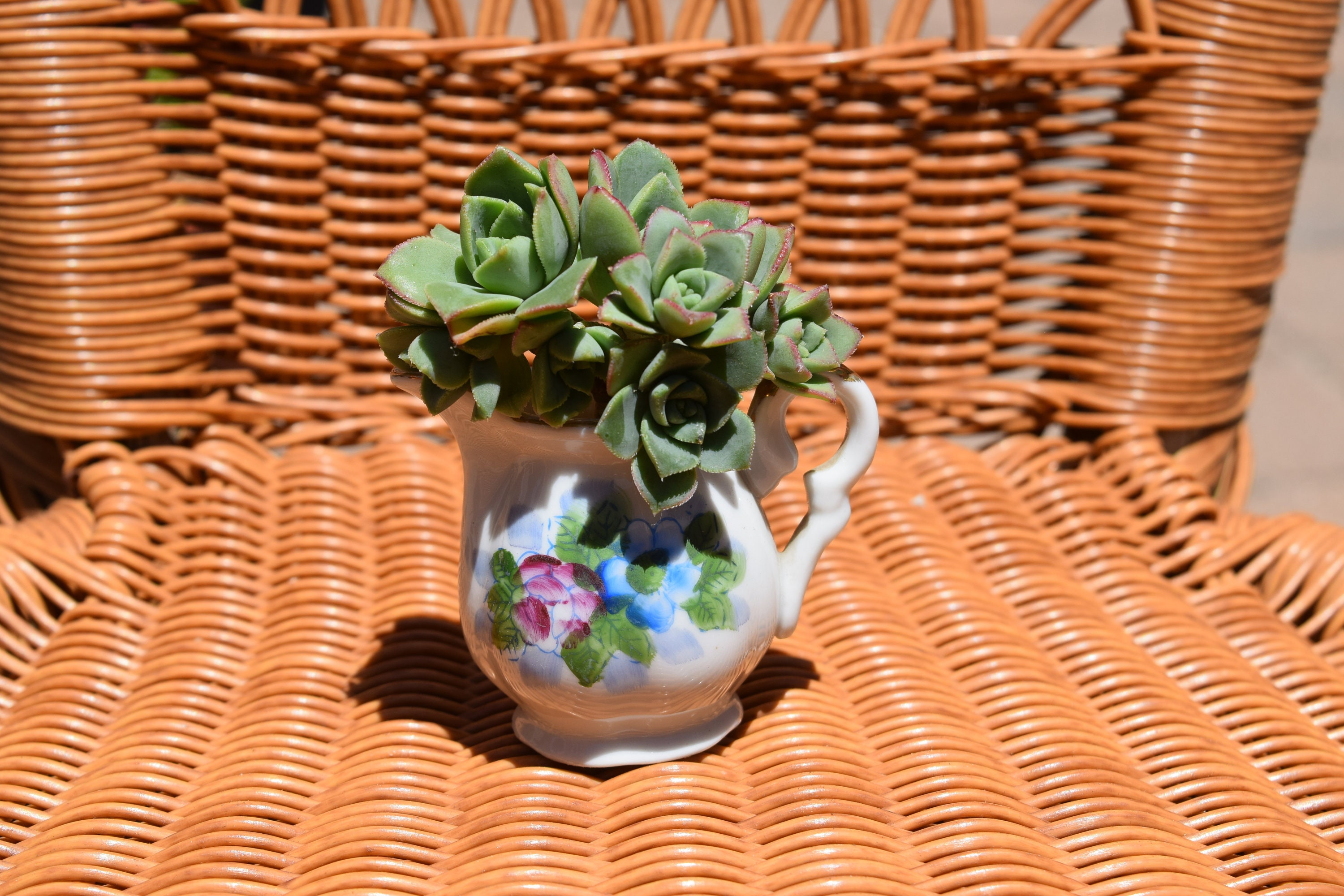 Small Vase Succulent Kit Succulent cuttings Etsy