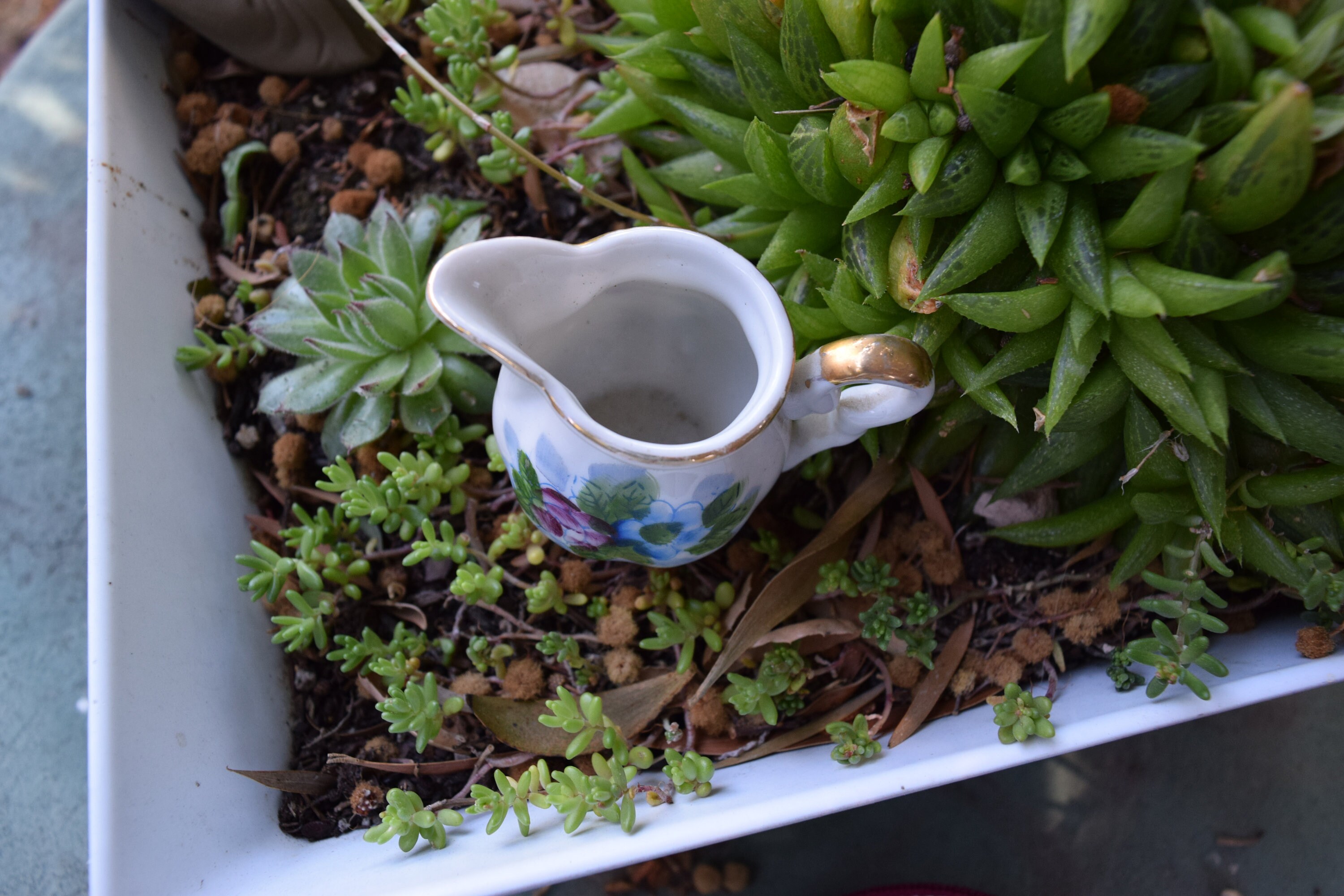 Small Vase Succulent Kit Succulent cuttings Etsy