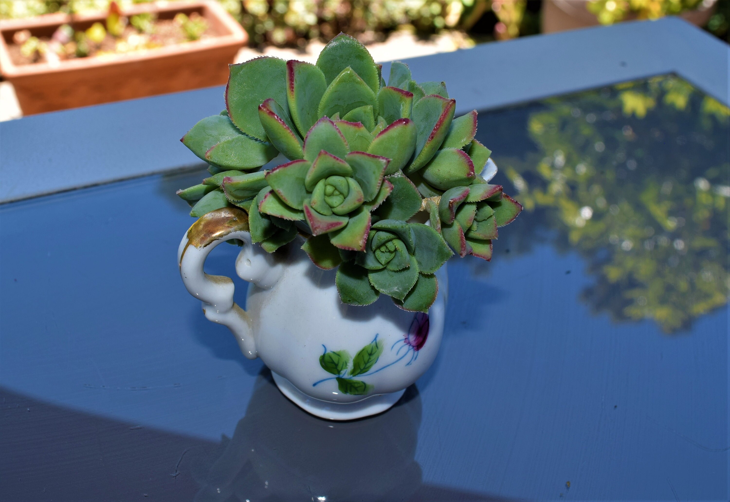 Small Vase Succulent Kit Succulent cuttings Etsy