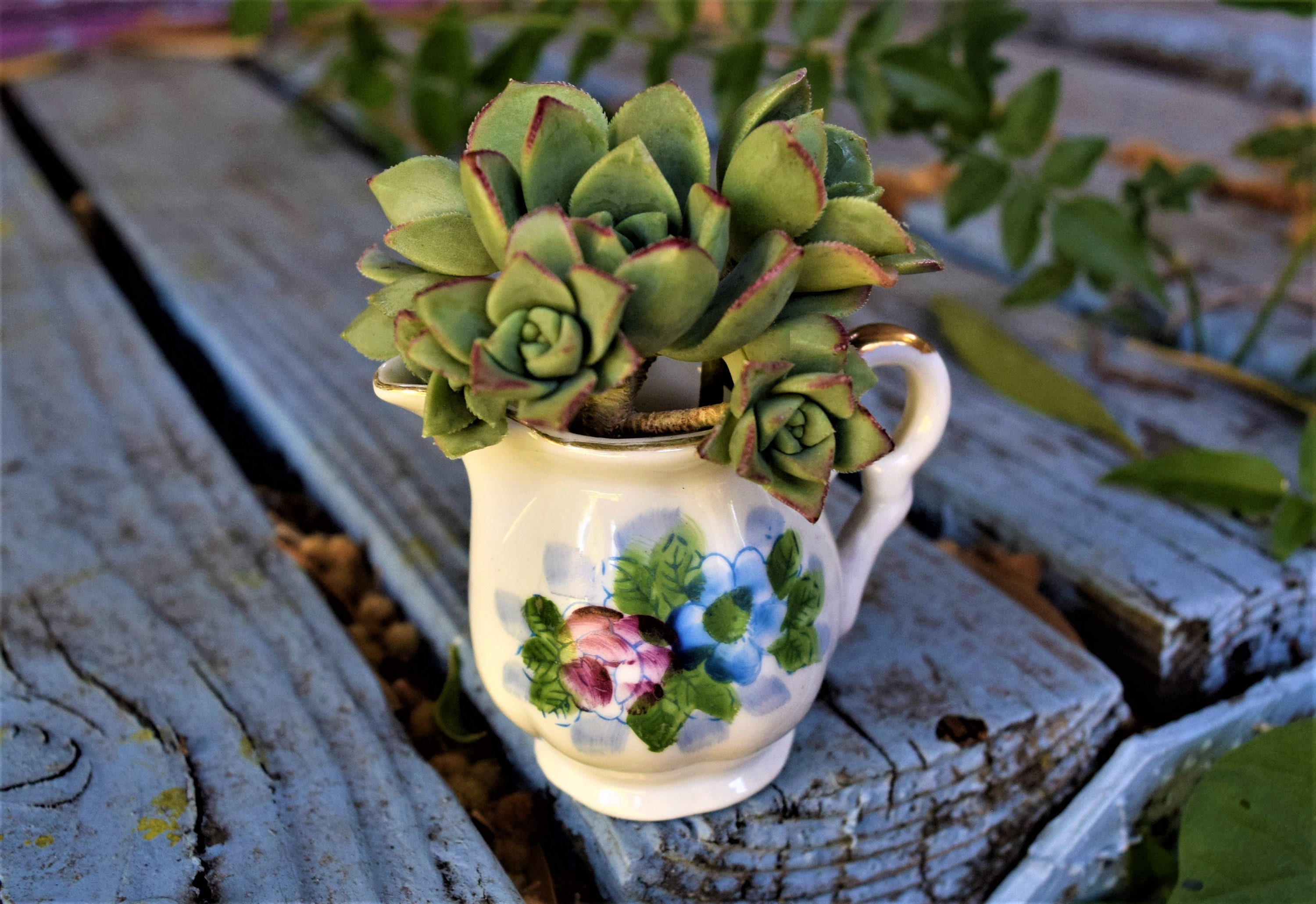 Small Vase Succulent Kit Succulent cuttings Etsy