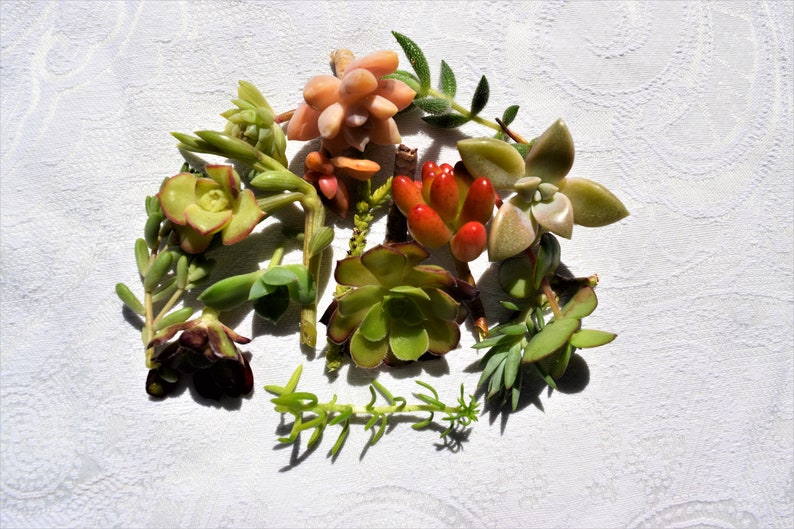 15/30/45 Live Succulent Cuttings Mini Succulents Cuttings Etsy Canada