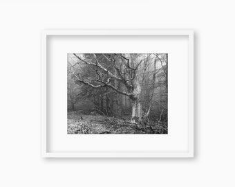 Old beech tree - Fine art print - unframed, unmatted