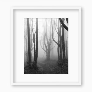 Beech forest in the late winter mist - Fine art print