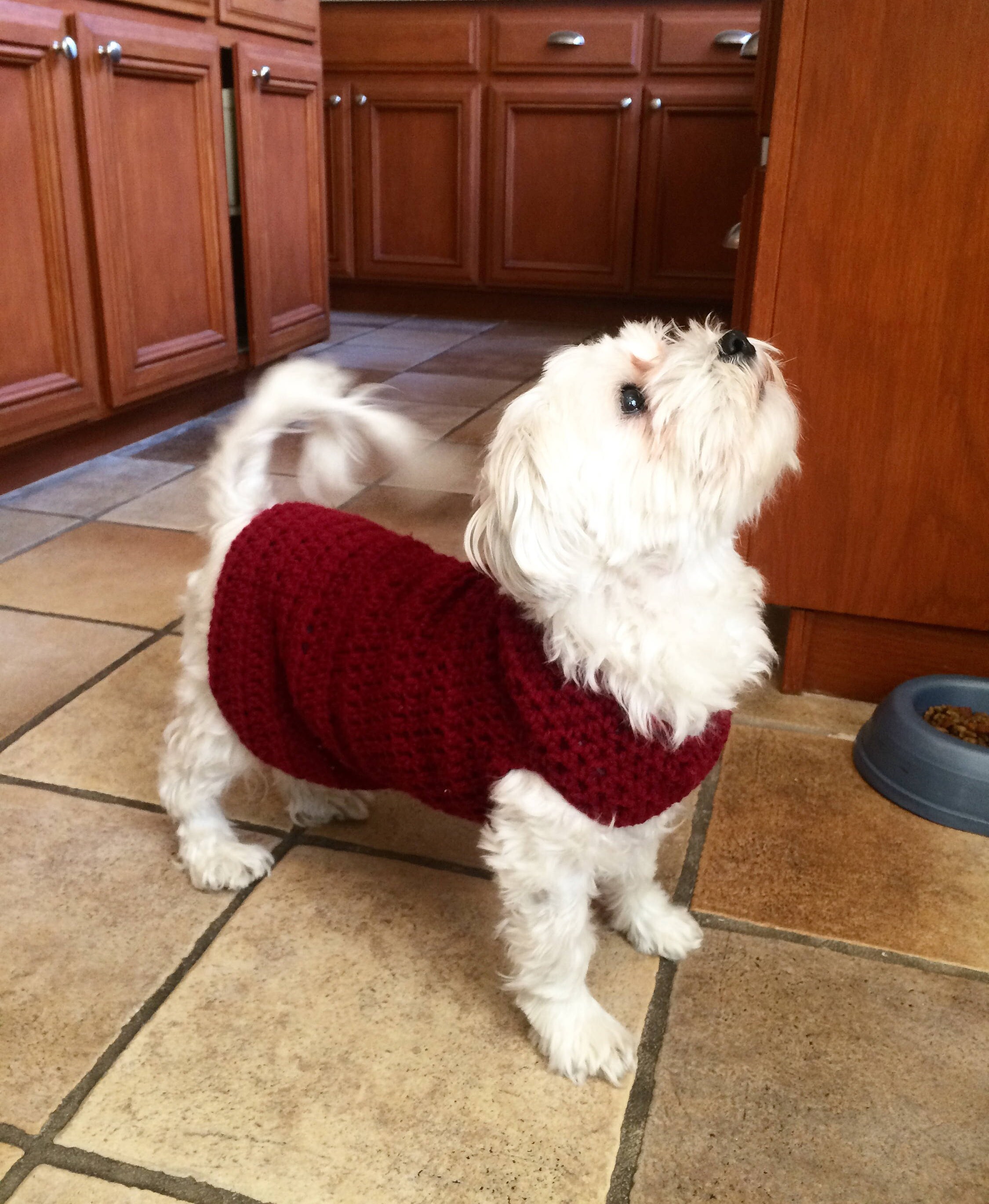 Crochet Dog Sweater / XSmall or Small Size / Etsy