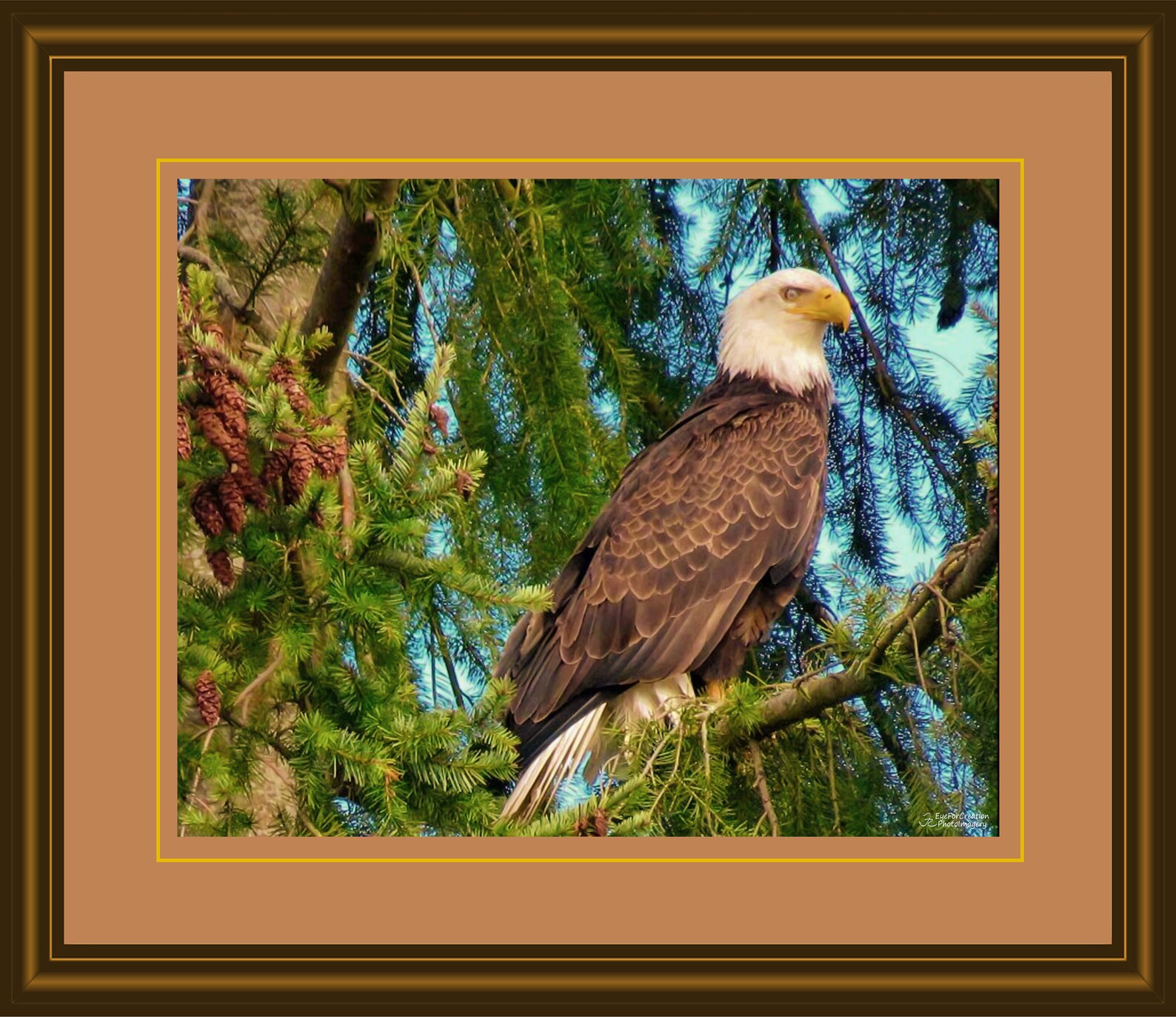 Majestic Bald Eagle Fine Art Wall Print Unique Wall Decor Etsy