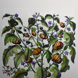 Peut inclure: Une illustration botanique d'une plante aux feuilles vertes et aux fruits orange. La plante a des fleurs violettes et est représentée sur un fond blanc.