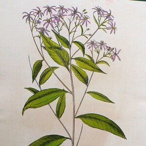 May include: Botanical illustration of Consolida Saracenica, featuring a central stem with large green leaves and clusters of small, purple flowers. The plant is depicted in a detailed, artistic style, with the name of the plant at the bottom.