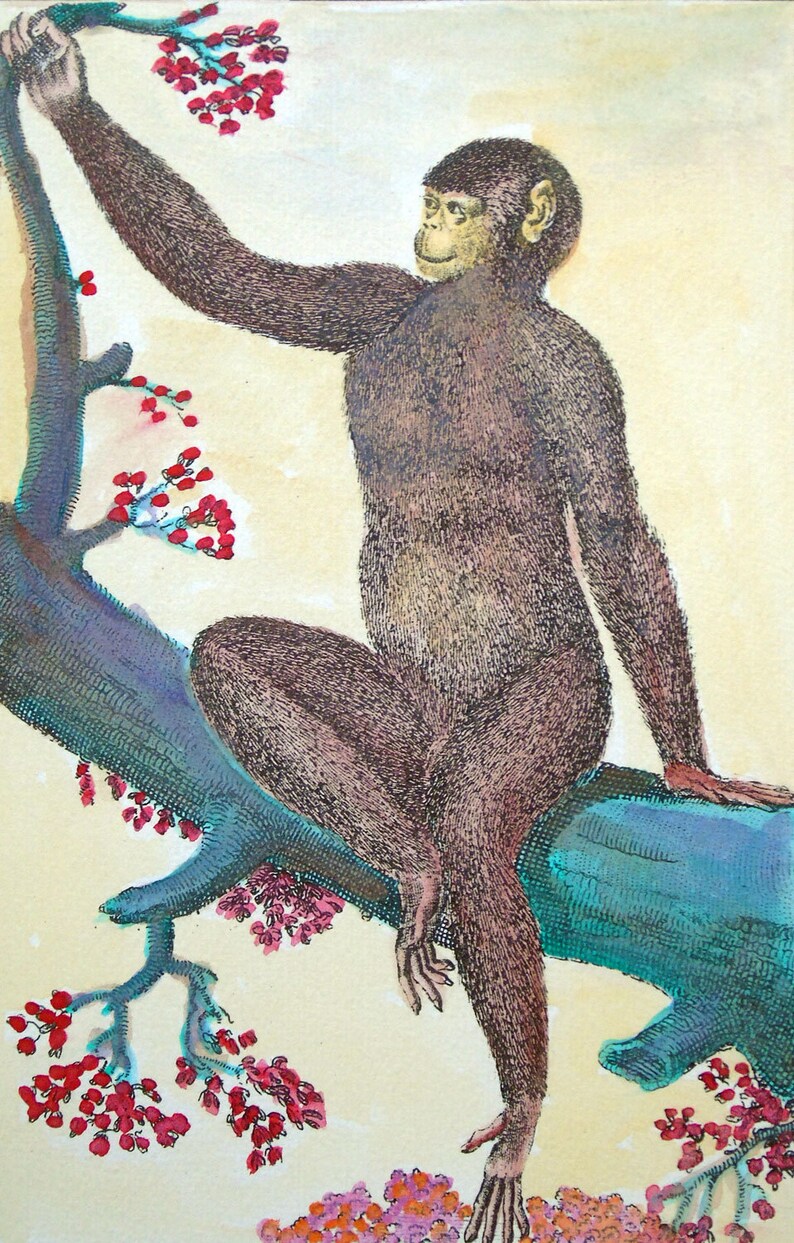 K&ouml;nnte beinhalten: Ein brauner Affe sitzt auf einem Ast mit rosa Bl&uuml;ten. Der Affe greift nach einem Ast mit weiteren rosa Bl&uuml;ten. Der Affe hat ein hellbraunes Fell und ein hellbraunes Gesicht.